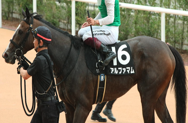 根岸ステークス　アルファマム