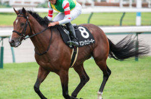 函館記念のAI予想　本命馬：マコトヴェリーキー