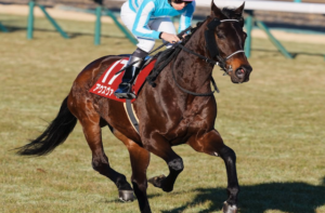 函館記念のAI予想　穴馬：アウスヴァール