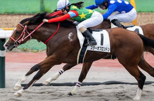函館2歳ステークスのビビットAIが選んだ穴馬⑩スターオブロンドン