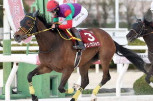 スパーキングレディーカップの有力馬：テンカジョウ