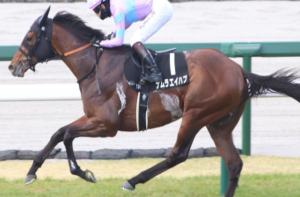 新潟記念2025の穴馬　ナムラハイエプ