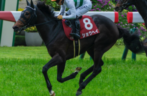 神戸新聞杯2025　ビビットAIが選んだ有力馬：ショウヘイ