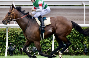 天皇賞(秋)2025 ビビットAIが選んだ有力馬:⑤タスティエーラ