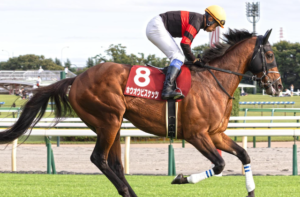 天皇賞(秋)2025 ビビットAIが選んだ穴馬:⑧ホウオウビスケッツ