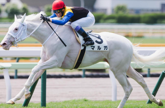 アルテミスステークス2025 ビビットAIが選んだ有力馬⑦マルガ