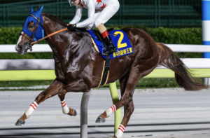 JBCクラシック2025　ビビットAIが選んだ有力馬：⑬ミッキーファイト