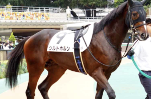 毎日王冠の穴馬：シルトホルン