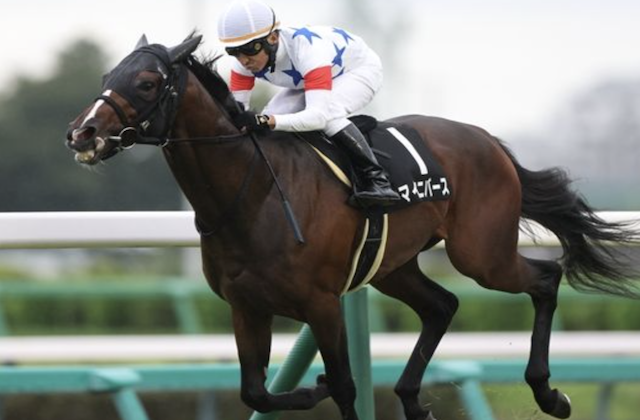 武豊の今週の騎乗予定 注目馬 マイユニバース