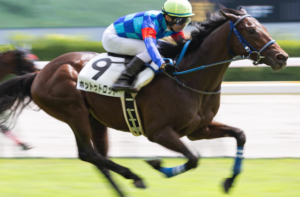 京王杯2歳ステークス2025　ビビットAIが選んだ穴馬：⑧ホットゥトロット