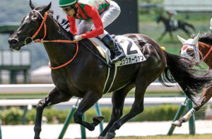 京王杯2歳ステークス2025　ビビットAIが選んだ穴馬：⑨コックオーヴァン