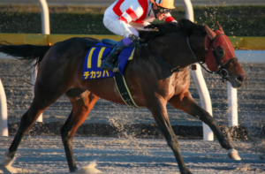 根岸ステークス2026　ビビットAIが選んだ穴馬：チカッパ（☆）