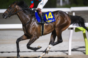 ビビットAIが選んだフェブラリーステークス2026の穴馬：⑥ラムジェット