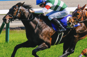 京都記念2026　ビビットAIが選んだ有力馬：①ヘデントール（◯）