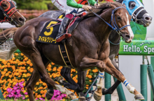 京都記念2026　ビビットAIが選んだ穴馬：⑪マイネルクリソーラ（☆）