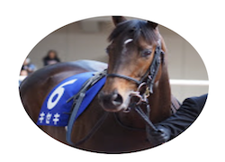 競馬全レース予想TV